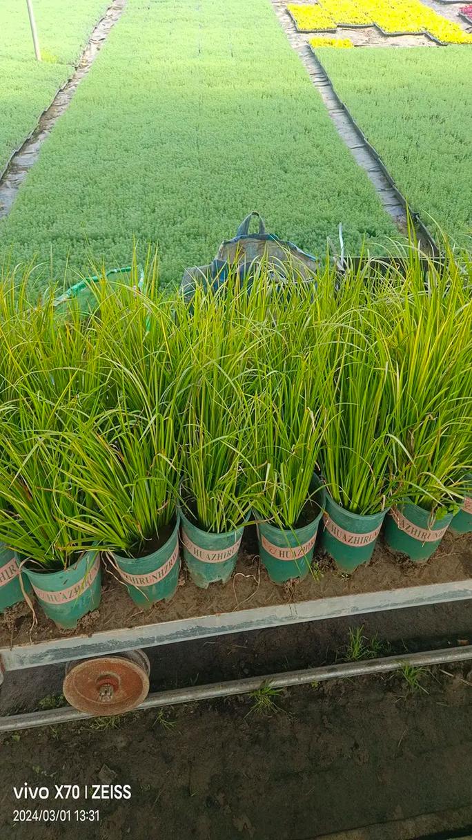 高爾夫球桿球頭品牌熱門推薦及未來趨勢