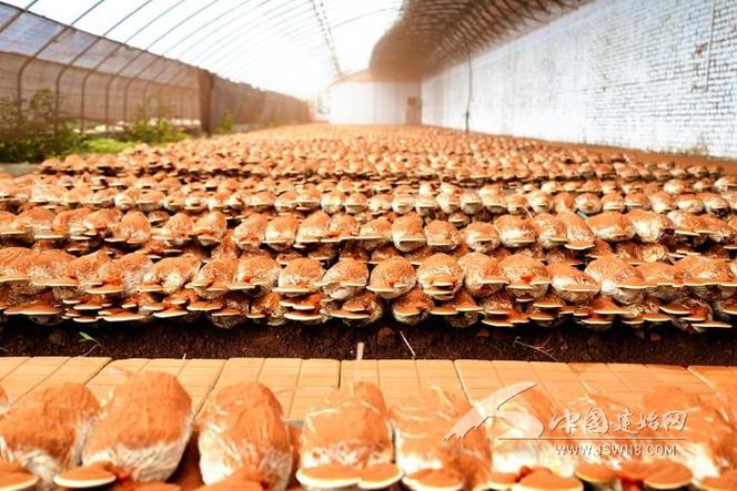 高爾夫球包優(yōu)質(zhì)實(shí)用款型號(hào)推薦