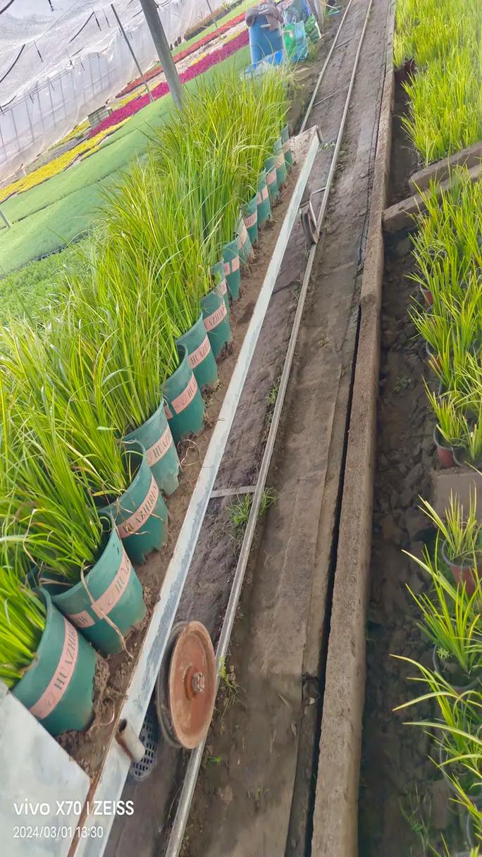 高爾夫零售供應(yīng)鏈協(xié)同管理最佳方案