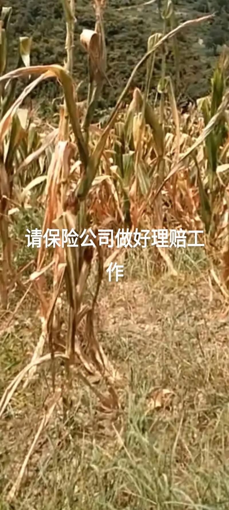 高爾夫球包與帽套購買建議及品牌推薦