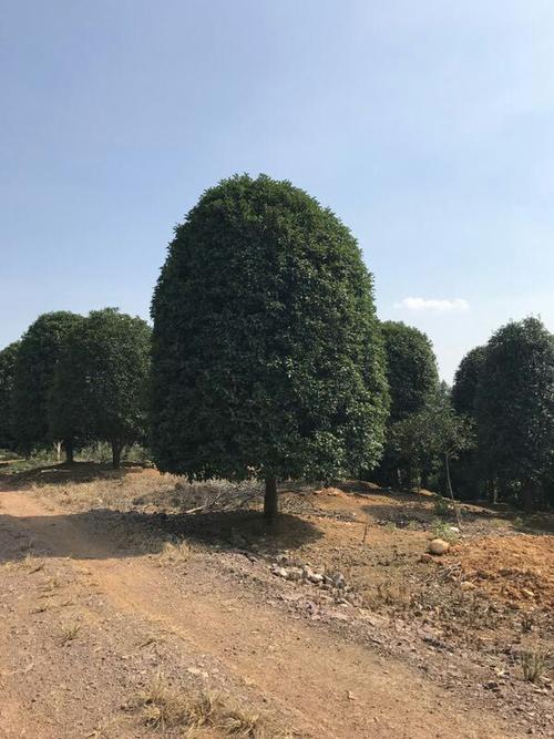 高爾夫球桿球頭材料性能優(yōu)劣解析